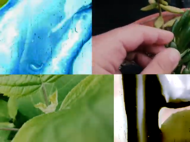 Screenshot from Typhoid Aphorisms